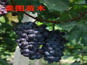 生鲜水果葡萄价格 生鲜水果葡萄批发 生鲜水果葡萄厂家