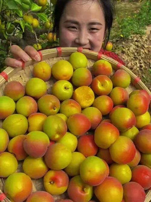 当季新鲜水果 优质农产品 大红杏